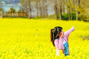 西海岸生态观光园油菜花海迎盛花期