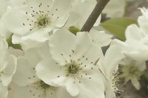 莱西日庄镇举办梨花节 满树梨花白似雪