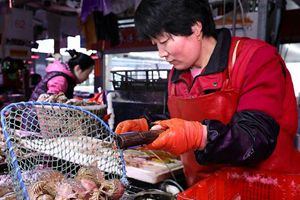 节前海鲜市场最新行情 价格平稳鲅鱼热卖