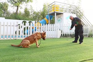 杭州一民警为26条警犬建养老院：让它们有尊严地过完这一生