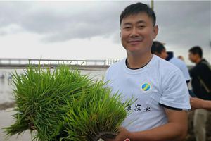 种植面积近两万亩！青岛“海水稻”全国八基地同时插秧