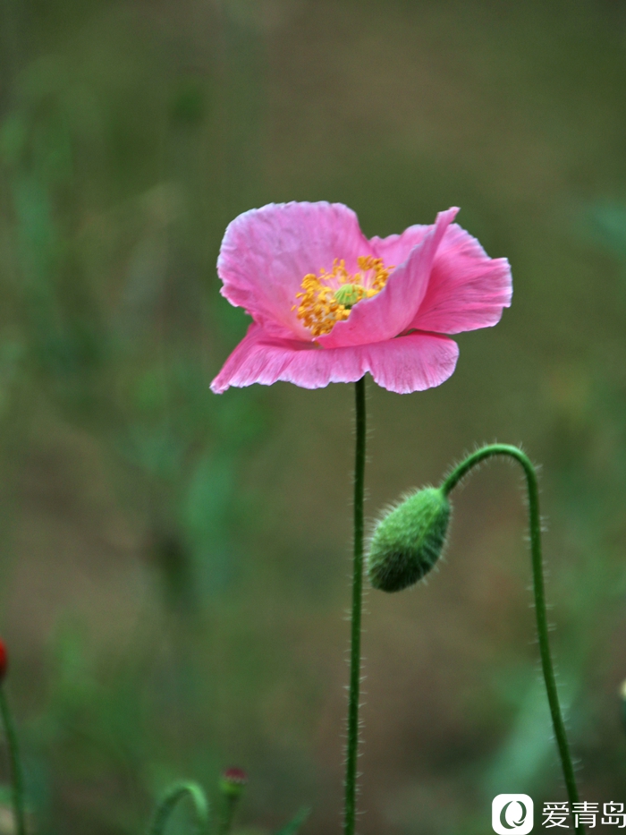 一朵小花独自芬芳