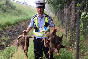 青岛高速路上，惊现一群神秘访客，交警看到后惊呆了！