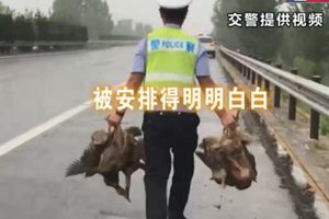 冲“鸭”！鸭群上了高速公路 民警变身赶鸭倌