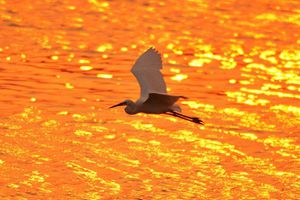 水光潋滟夕阳好 墨水河入海口湿地鹭鸟翔集