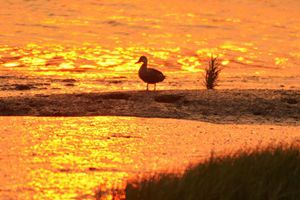 水光潋滟夕阳好 墨水河入海口湿地鹭鸟翔集