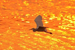 水光潋滟夕阳好 墨水河入海口湿地鹭鸟翔集