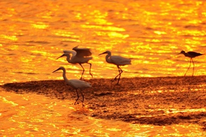 水光潋滟夕阳好 墨水河入海口湿地鹭鸟翔集