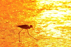 水光潋滟夕阳好 墨水河入海口湿地鹭鸟翔集