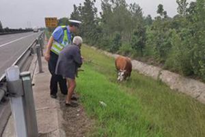 什么情况？高速路边黄牛惬意吃草，还有一位白发老人……