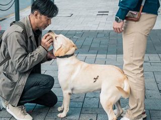 抢票！ 治愈系萌犬上线，任达华梁咏琪带《小Q》陪你一夏