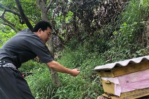 熊出没？秦岭蜂农蜂蜜多次被偷吃 现场有黑熊脚印