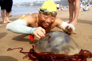 青岛大爷徒手捕海蜇！洗个海澡，连下酒菜都捞上来了！