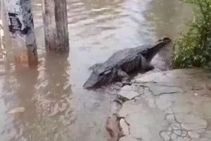 枣庄暴雨后发现鳄鱼？警方：谣言！事发武汉