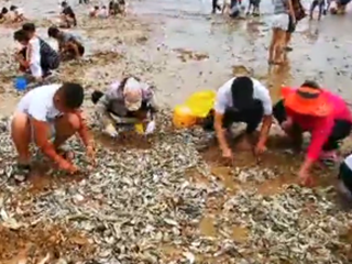 台风“利奇马”留下满海滩海鲜，青岛市民争捡