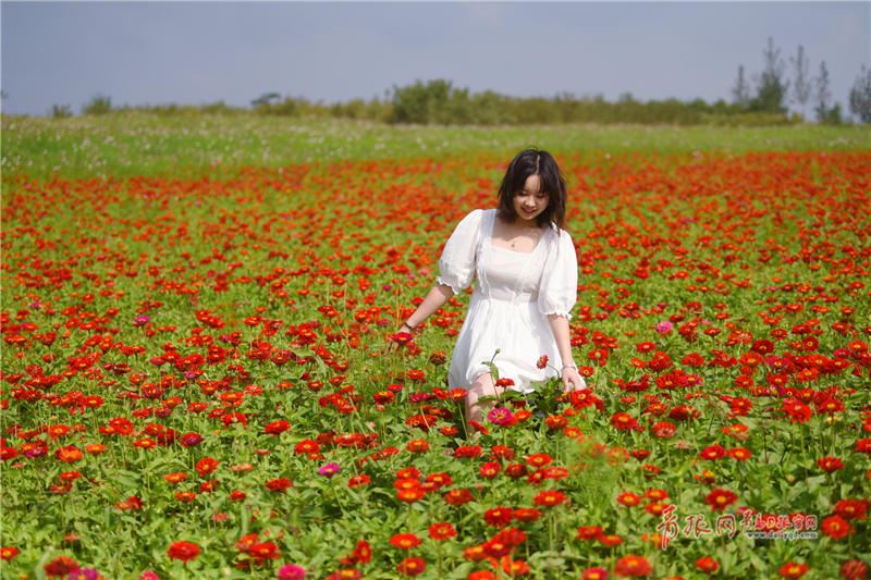 这个假期，和我一起去胶州小镇彩色花田走走吧…