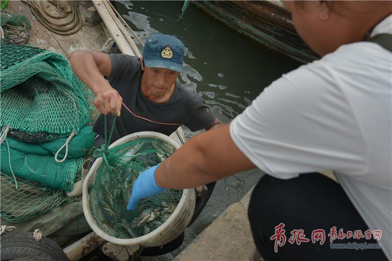 跟着小编一起逛逛沙子口吧 梭子蟹、鱼类热销