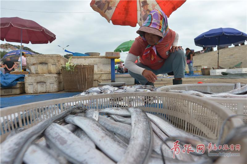 跟着小编一起逛逛沙子口吧 梭子蟹、鱼类热销