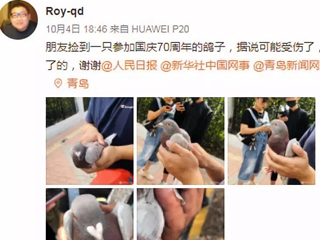 国庆放飞的和平鸽迷路了？在青岛也有人捡到，专家有话说