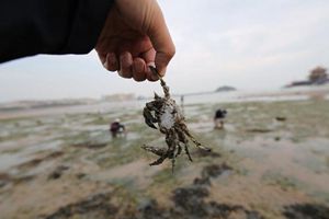 金秋赶海拾趣！栈桥海滩挖蛤蜊，两个小时挖七八斤！