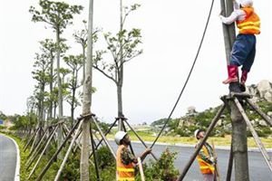 男子骑摩托撞绿化树支架身亡 园林局被判赔30余万