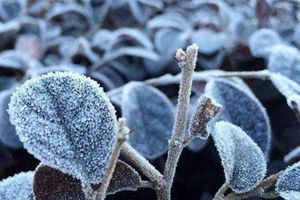 今起三天青岛最低气温2℃ 北部地区局部有霜冻