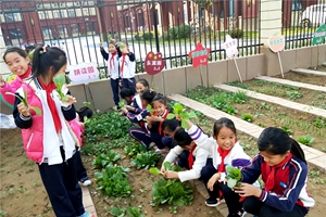 怡情耕耘 学海无涯——流亭街道怡海小学欢乐种植园丰收了！