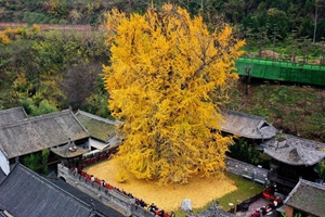 千年银杏立古刹 叶随风雨满地金