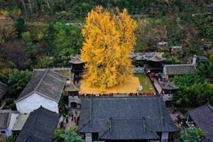 千年银杏立古刹 叶随风雨满地金