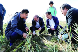 盐碱地变良田亩产1300斤 青岛两高校解世界性难题