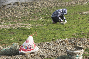 海上落大潮！市民唐岛湾赶海忙