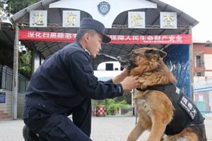 这条缉毒犬去世前曾试图“自杀” 背后原因让人泪目