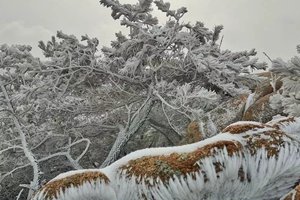 崂山惊现雾凇奇观！这个地方也美成了童话世界(多图)