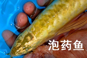 青岛市场上有商家用药泡鱼？市市场监管局局长回应