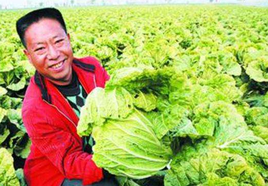中国特色农产品优势区公示 山东4地上榜