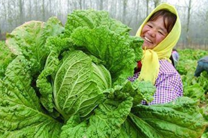 再获殊荣！胶州大白菜入选国字号名单