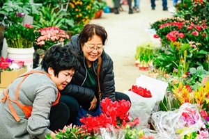 迎春节| 花卉市场多彩蝴蝶兰“舞”新春