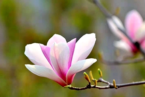 美日一景 | 繁花绕城，四季芬芳