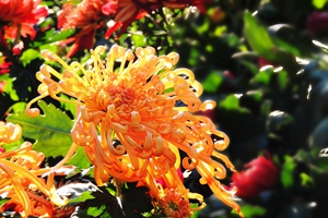 美日一景 | 繁花绕城，四季芬芳