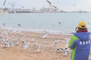 喂海鸥，暂停！海鸥已有“专门饲养员” 市民不必担心