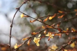 节气| 雨水：万物萌动春意愈浓