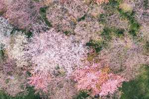 英雄武汉，依然花开！爱青岛邀您“云游”武汉三大赏樱地