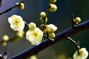 春天已来，花儿已开