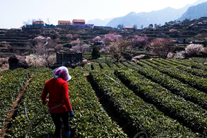 春风吹拂云雾环绕山海品质 崂山茶田风光好