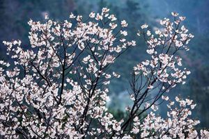 青岛就有桃花源 崂山大河东樱桃花杏花漫山遍野意境美