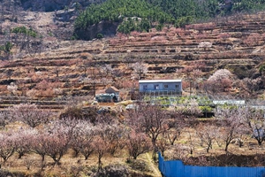 满园春色关不住 山村樱花始正开