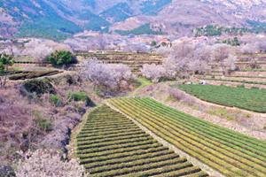 实拍崂山王哥庄：茶在花海中 花在茶园里