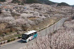 崂山樱桃花怒放 这趟最美公交带你