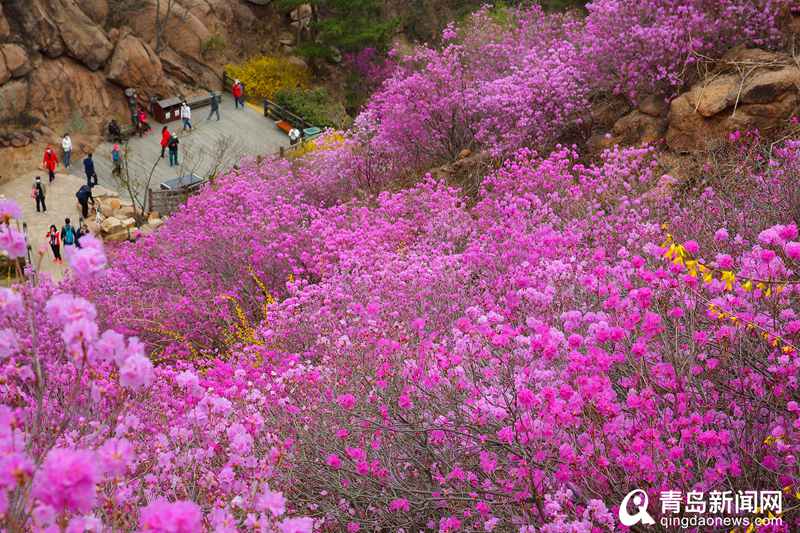 大珠山杜鹃花渐次开放！踏青赏春正当时