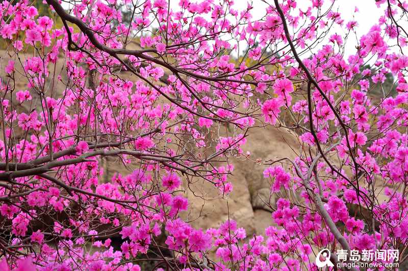 大珠山杜鹃花渐次开放！踏青赏春正当时